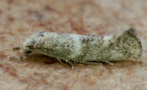 Elachista sp.